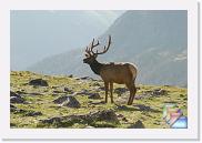 RMNP Lots of Elk * (108 Slides)